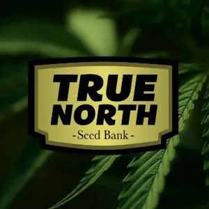Save 20% on all Pyramid Seeds at  True North Seedbank