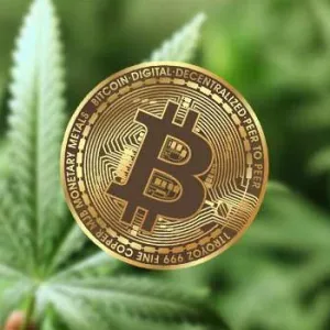 15% Off + Double Free Seeds @ MSNL