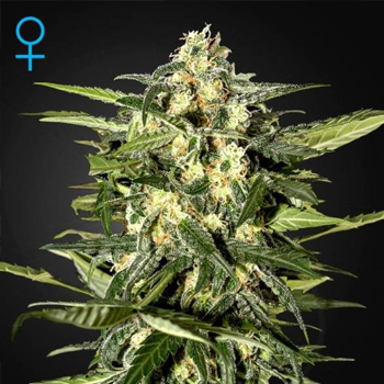 Save 15% on Jack Herer Auto at  The Vault