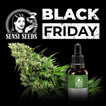 Save 50% on the entire store at Sensi Seeds