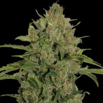 Save 15% on Triple Cheese fem seeds at  The Vault