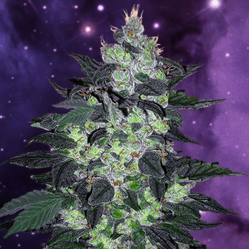 Save 10% on Candy Cane autoflowering seeds at Crop King Seeds