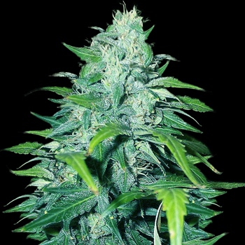 Save 10% on Dwarf Low Flyer Auto at Crop King Seeds