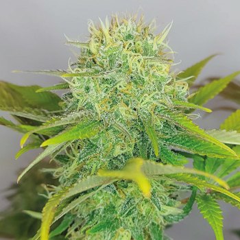Get FREE Fatkid's Cake feminized seeds at  The Vault