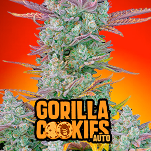 Save 30% on Gorilla Cookies Auto at  2Fast4Buds.com