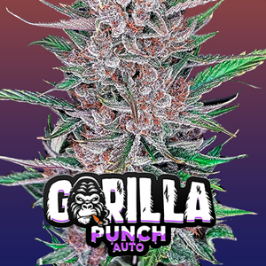 Save 30% on Gorilla Punch Auto at  2Fast4Buds.com