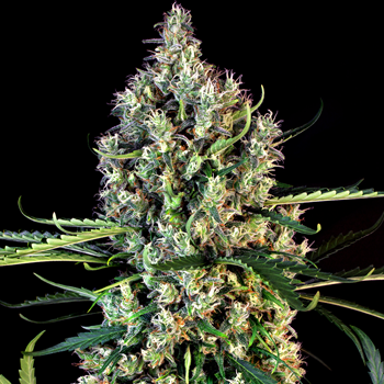 Save 40% on all Haze strains at Weed Seed Shop
