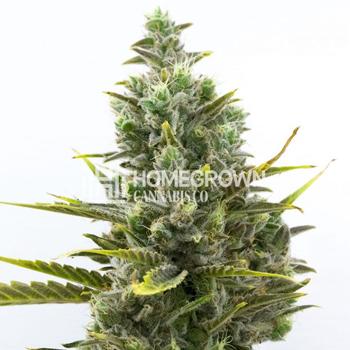 Buy 1 Get 1 FREE Wedding Cake Auto at  Homegrown Cannabis Co