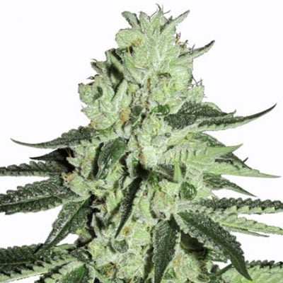 Save 30% on Hash Bomb seeds at  MSNL