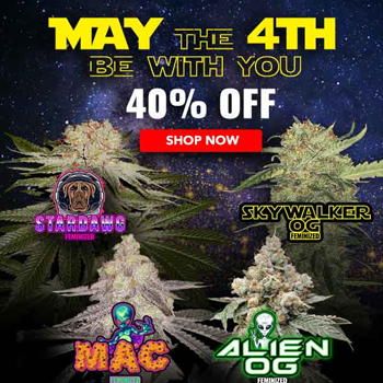 Save 40% on selected cannabis seeds at  MSNL