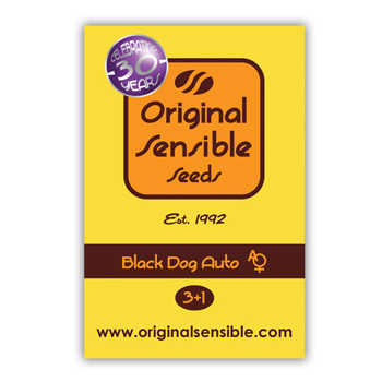 Grab a FREE Black Dog Auto seed at  Original Seed Store