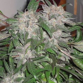 Grab some FREE White Widow Seeds at The Vault