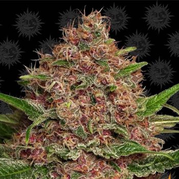 Save 15% on Purple Punch Auto Seeds at  The Vault