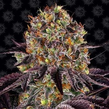 Save 10% on Runtz x Layer Cake seeds at Original Seed Store