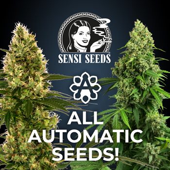 Save 35% on all Automatic Seeds atSensi Seeds