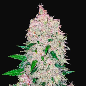 Save 15% on Stardawg autoflowering seeds at  The Vault