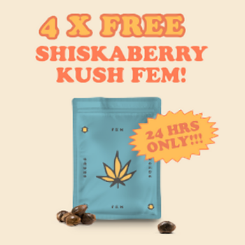 Get 4 FREE Shiskaberry Kush fem seeds at  i49