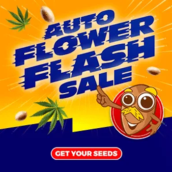 Auto Seeds - Buy 10 Get 10 FREE at Amsterdam Marijuana Seeds