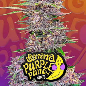 Save 30% on Banana Purple Punch Auto at  2Fast4Buds.com