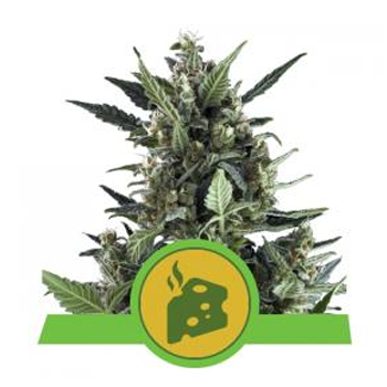 Save 15% on Blue Cheese Auto seeds at  The Vault