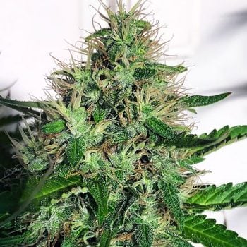 Save 29% on Cannabis Light fem seeds at Ministry Of Cannabis