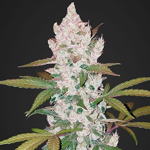 Save 15% on Cookies Auto Seeds at  The Vault