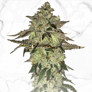 Save 40% on Dos-Si-Dos x Birthday Cake seeds at Seed City