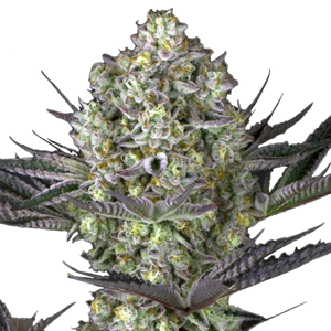 Save 10% on all cannabis seeds at  EverythingFor420
