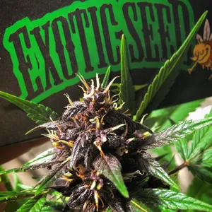 Save 10% on Exotic Seed at The Vault