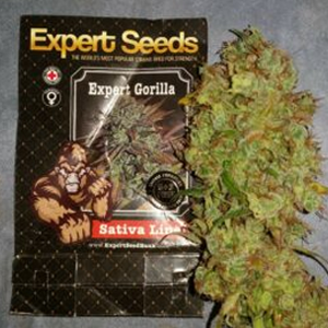 Save 15% on Expert Seeds at The Vault