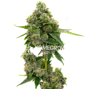 Get 4 FREE Jack Herer fem seeds at  Homegrown Cannabis Co