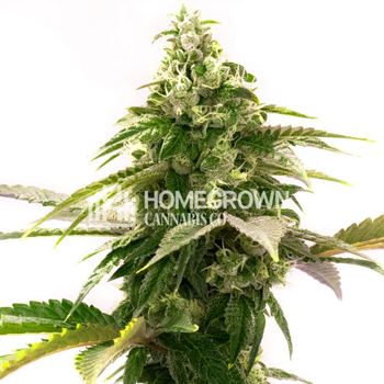 Zkittlez - Buy 1 Get 1 FREE at  Homegrown Cannabis Co