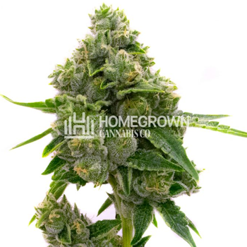 Jack Herer - Buy 1 Get 1 FREE at  Homegrown Cannabis Co