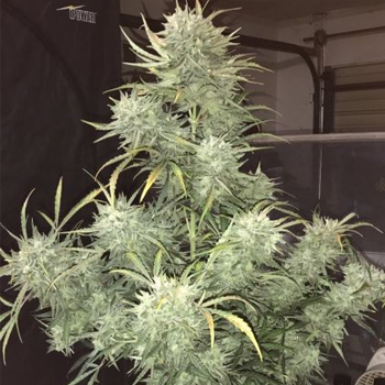 Save 15% on Strong Stuff auto seeds at  The Vault