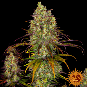 Save 15% on Tangerine Dream seeds at  The Vault