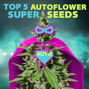 Save 5% on top autoflowering seeds at Herbies Seeds