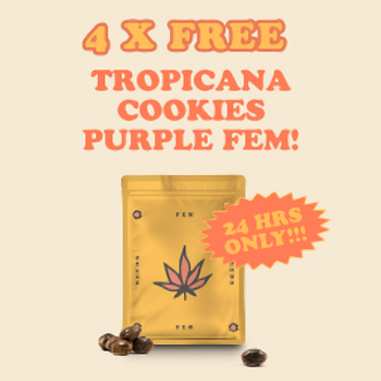 Get 4 FREE Tropicana Cookies Purple fem seeds at  i49