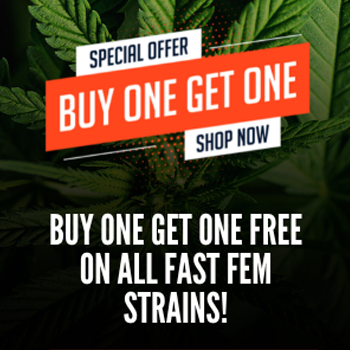 Fast Fem Seeds - Buy 1 Get 1 FREE at  True North Seedbank