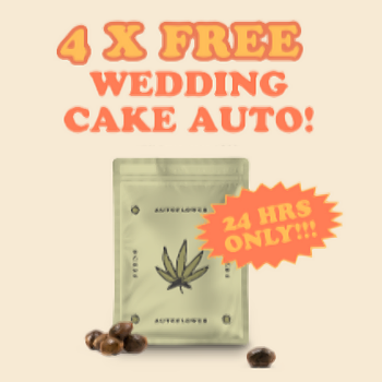 Get 4 FREE Wedding Cake autos at  i49