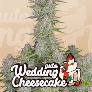 Save 30% on Wedding Cheesecake Auto at 2Fast4Buds.com