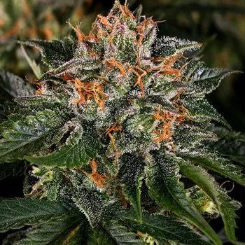Save 40% on all skunk related strains at Weed Seed Shop