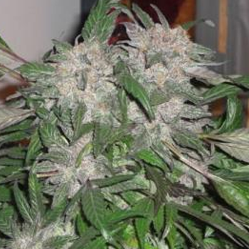 Save 15% on White Widow Express Auto at  The Vault