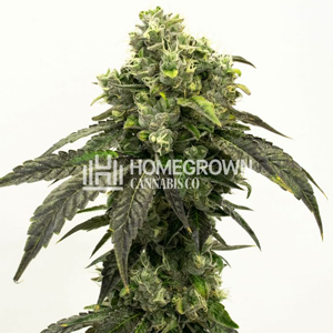 Pure Haze fem - BOGOF at  Homegrown Cannabis Co