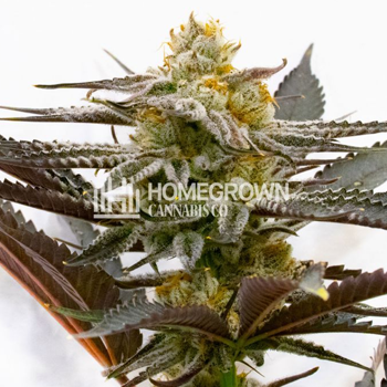Sugar Black Rose seeds - BOGOF Homegrown Cannabis Co
