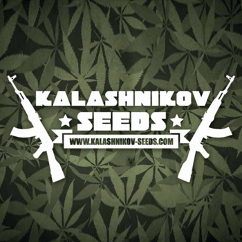 Save 50% on Kalashnikov Seeds at  Seed City