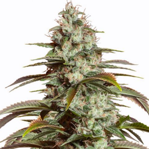 Save 40% on Girl Scout Cookies auto seeds at  MSNL