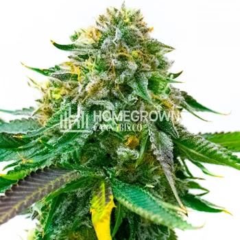 Get 4 FREE White Widow Autos at  Homegrown Cannabis Co