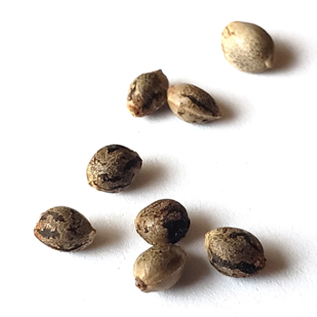 FREE Cannabis Seeds with Grow Kits at BlackDogLED.com
