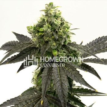 Get 4 FREE Blueberry Autos at  Homegrown Cannabis Co