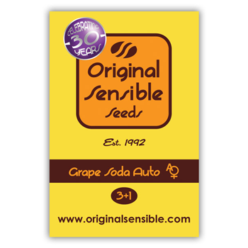 Grape Soda Auto - BOGOF at  Original Sensible Seeds